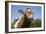 Guernsey Cow Chewing Cud in Lush Spring Meadow, Granby, Connecticut, USA-Lynn M^ Stone-Framed Photographic Print