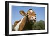 Guernsey Cow Chewing Cud in Lush Spring Meadow, Granby, Connecticut, USA-Lynn M^ Stone-Framed Photographic Print