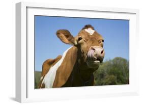 Guernsey Cow Chewing Cud in Lush Spring Meadow, Granby, Connecticut, USA-Lynn M^ Stone-Framed Photographic Print