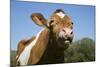 Guernsey Cow Chewing Cud in Lush Spring Meadow, Granby, Connecticut, USA-Lynn M^ Stone-Mounted Photographic Print