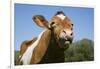 Guernsey Cow Chewing Cud in Lush Spring Meadow, Granby, Connecticut, USA-Lynn M^ Stone-Framed Photographic Print