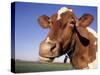 Guernsey Cow Close-up-Lynn M^ Stone-Stretched Canvas