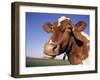 Guernsey Cow Close-up-Lynn M^ Stone-Framed Photographic Print