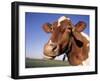 Guernsey Cow Close-up-Lynn M^ Stone-Framed Photographic Print
