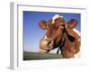 Guernsey Cow Close-up-Lynn M^ Stone-Framed Photographic Print