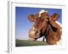 Guernsey Cow Close-up-Lynn M^ Stone-Framed Photographic Print