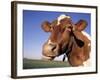 Guernsey Cow Close-up-Lynn M^ Stone-Framed Photographic Print