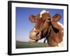 Guernsey Cow Close-up-Lynn M^ Stone-Framed Photographic Print