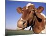 Guernsey Cow Close-up-Lynn M^ Stone-Mounted Photographic Print