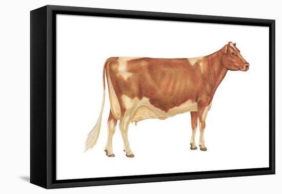 Guernsey Cow, Dairy Cattle, Mammals-Encyclopaedia Britannica-Framed Stretched Canvas