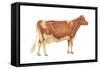 Guernsey Cow, Dairy Cattle, Mammals-Encyclopaedia Britannica-Framed Stretched Canvas