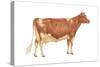 Guernsey Cow, Dairy Cattle, Mammals-Encyclopaedia Britannica-Stretched Canvas