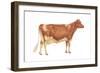 Guernsey Cow, Dairy Cattle, Mammals-Encyclopaedia Britannica-Framed Art Print