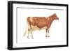 Guernsey Cow, Dairy Cattle, Mammals-Encyclopaedia Britannica-Framed Art Print