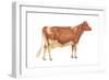Guernsey Cow, Dairy Cattle, Mammals-Encyclopaedia Britannica-Framed Art Print