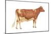 Guernsey Cow, Dairy Cattle, Mammals-Encyclopaedia Britannica-Mounted Art Print