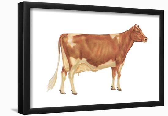 Guernsey Cow, Dairy Cattle, Mammals-Encyclopaedia Britannica-Framed Poster