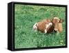 Guernsey Cow in Field of Dandelions, IL-Lynn M^ Stone-Framed Stretched Canvas