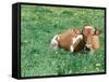 Guernsey Cow in Field of Dandelions, IL-Lynn M^ Stone-Framed Stretched Canvas
