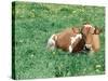 Guernsey Cow in Field of Dandelions, IL-Lynn M^ Stone-Stretched Canvas