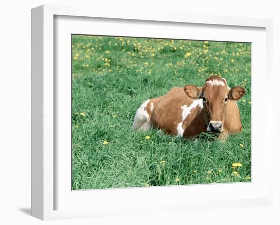Guernsey Cow in Field of Dandelions, IL-Lynn M^ Stone-Framed Premium Photographic Print