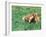 Guernsey Cow in Field of Dandelions, IL-Lynn M^ Stone-Framed Premium Photographic Print