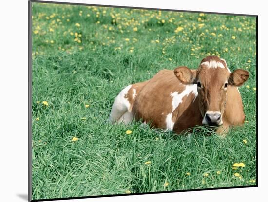 Guernsey Cow in Field of Dandelions, IL-Lynn M^ Stone-Mounted Premium Photographic Print