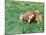 Guernsey Cow in Field of Dandelions, IL-Lynn M^ Stone-Mounted Premium Photographic Print