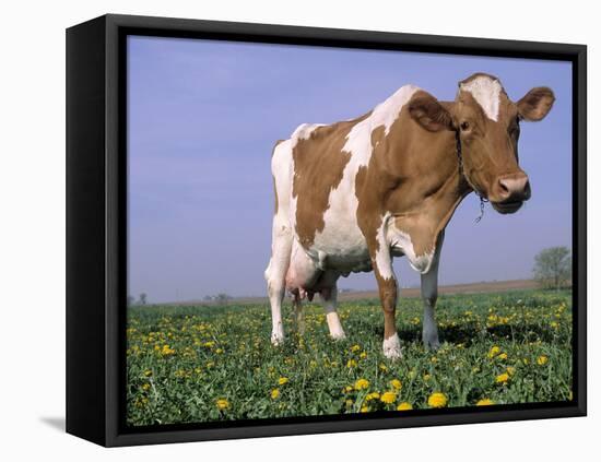 Guernsey Cow in Field of Dandelions, IL-Lynn M^ Stone-Framed Stretched Canvas