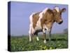 Guernsey Cow in Field of Dandelions, IL-Lynn M^ Stone-Stretched Canvas