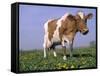 Guernsey Cow in Field of Dandelions, IL-Lynn M^ Stone-Framed Stretched Canvas