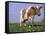 Guernsey Cow in Field of Dandelions, IL-Lynn M^ Stone-Framed Stretched Canvas