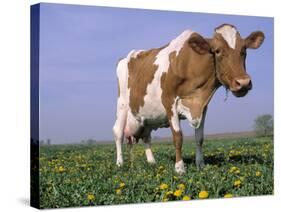 Guernsey Cow in Field of Dandelions, IL-Lynn M^ Stone-Stretched Canvas