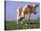 Guernsey Cow in Field of Dandelions, IL-Lynn M^ Stone-Stretched Canvas