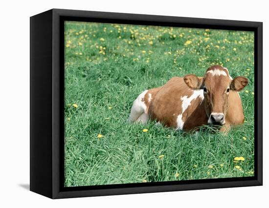 Guernsey Cow in Field of Dandelions, IL-Lynn M^ Stone-Framed Stretched Canvas