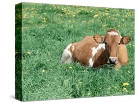 Guernsey Cow in Field of Dandelions, IL-Lynn M^ Stone-Stretched Canvas