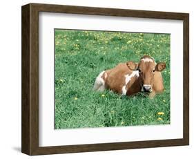 Guernsey Cow in Field of Dandelions, IL-Lynn M^ Stone-Framed Photographic Print