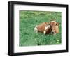 Guernsey Cow in Field of Dandelions, IL-Lynn M^ Stone-Framed Photographic Print