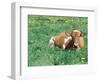 Guernsey Cow in Field of Dandelions, IL-Lynn M^ Stone-Framed Photographic Print