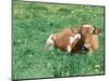 Guernsey Cow in Field of Dandelions, IL-Lynn M^ Stone-Mounted Photographic Print