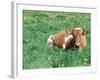 Guernsey Cow in Field of Dandelions, IL-Lynn M^ Stone-Framed Photographic Print