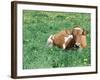 Guernsey Cow in Field of Dandelions, IL-Lynn M^ Stone-Framed Photographic Print