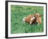 Guernsey Cow in Field of Dandelions, IL-Lynn M^ Stone-Framed Photographic Print