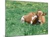 Guernsey Cow in Field of Dandelions, IL-Lynn M^ Stone-Mounted Photographic Print