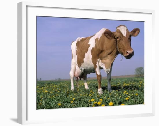 Guernsey Cow in Field of Dandelions, IL-Lynn M^ Stone-Framed Photographic Print