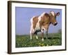 Guernsey Cow in Field of Dandelions, IL-Lynn M^ Stone-Framed Photographic Print