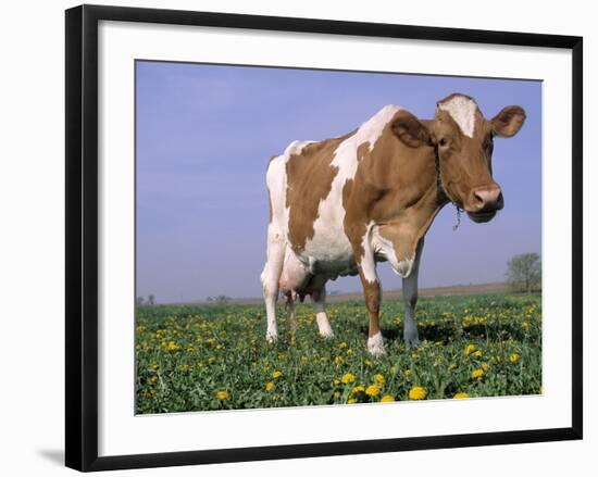 Guernsey Cow in Field of Dandelions, IL-Lynn M^ Stone-Framed Photographic Print