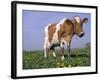 Guernsey Cow in Field of Dandelions, IL-Lynn M^ Stone-Framed Photographic Print