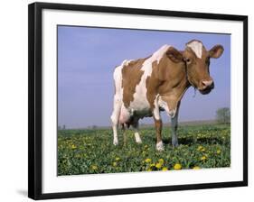 Guernsey Cow in Field of Dandelions, IL-Lynn M^ Stone-Framed Photographic Print