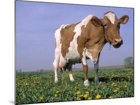 Guernsey Cow in Field of Dandelions, IL-Lynn M^ Stone-Mounted Photographic Print